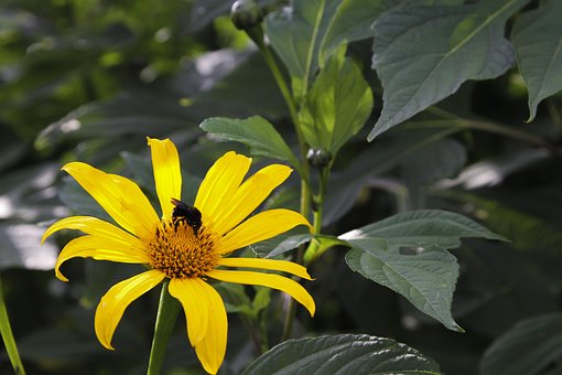 Free Flower Nature photo and picture