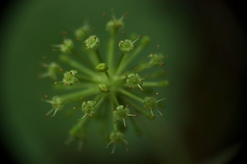 Free Nature Flower Wallpaper photo and picture
