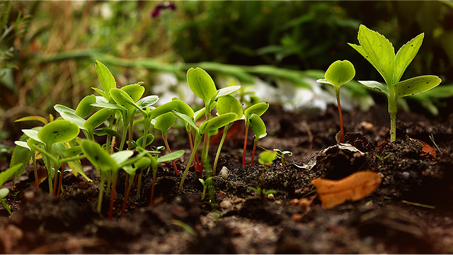 Free Saplings Plants photo and picture