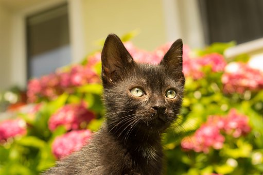 Free Cat Pets photo and picture