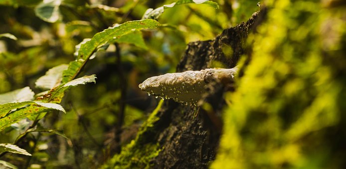 Free Mushroom Droplet photo and picture