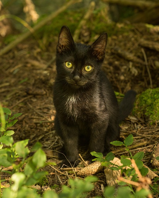 Free Cat Pet photo and picture