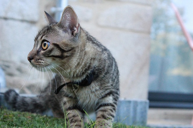 Free Cat Kitten photo and picture