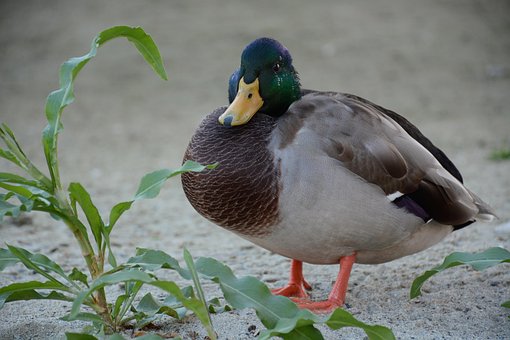 And, Gråand, Natur, Fugl