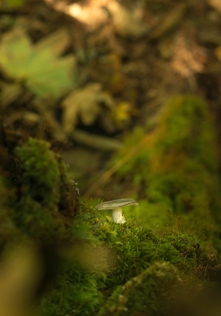 Free Mushroom Nature photo and picture
