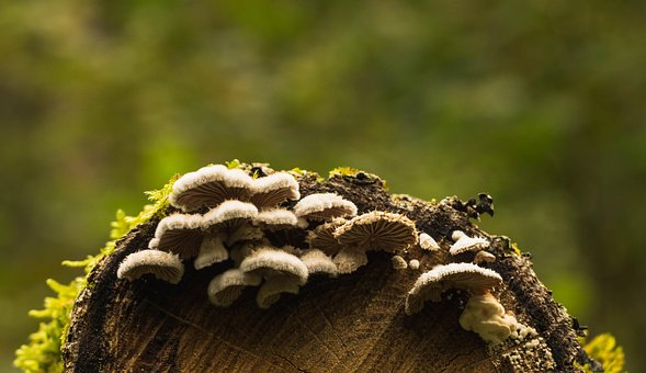 Free Mushroom Forest photo and picture