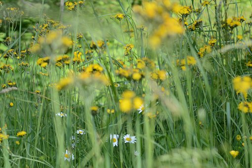 Wildflower, Blomster, Smukke Blomster
