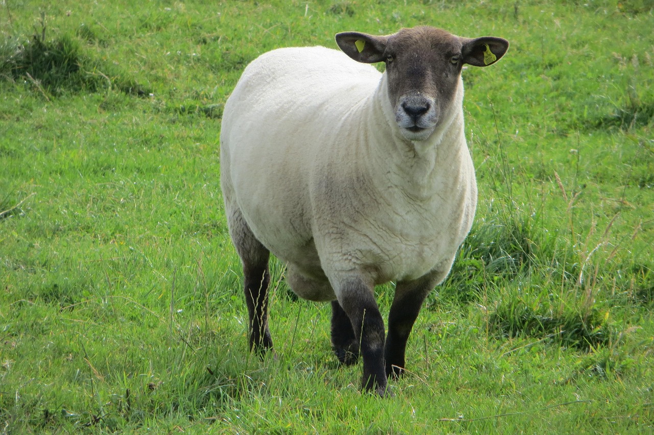 Sheep Ireland Nature Free photo on Pixabay Pixabay