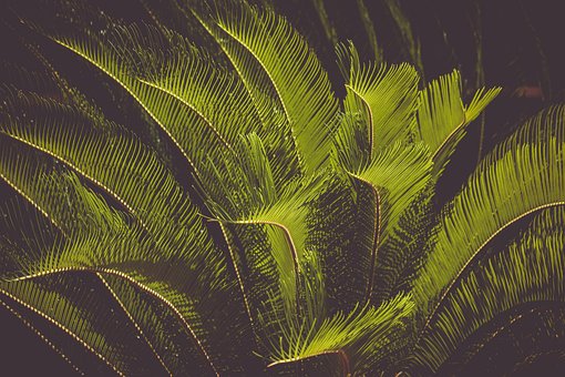 Free Cycad Cycas-Revoluta photo and picture