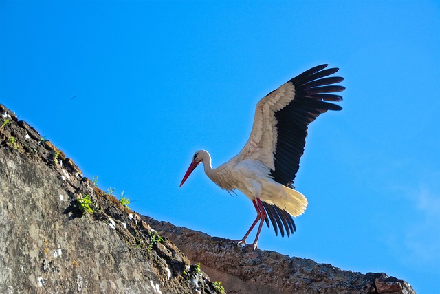 Cigogne, Cegonha, Animal, Pássaro