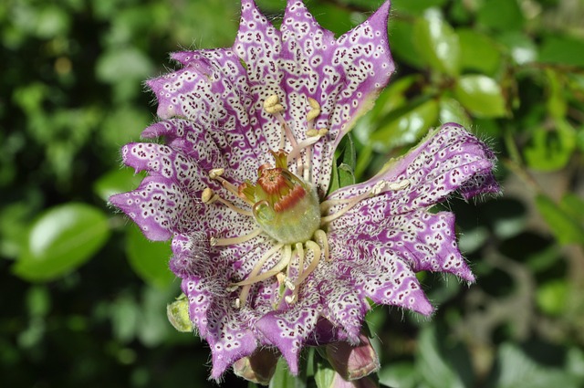 Free Thimble Flower photo and picture
