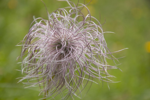 Free Pasque Flower Nature Mountain Flower photo and picture