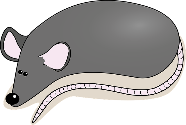 Free mouse rat animal vector