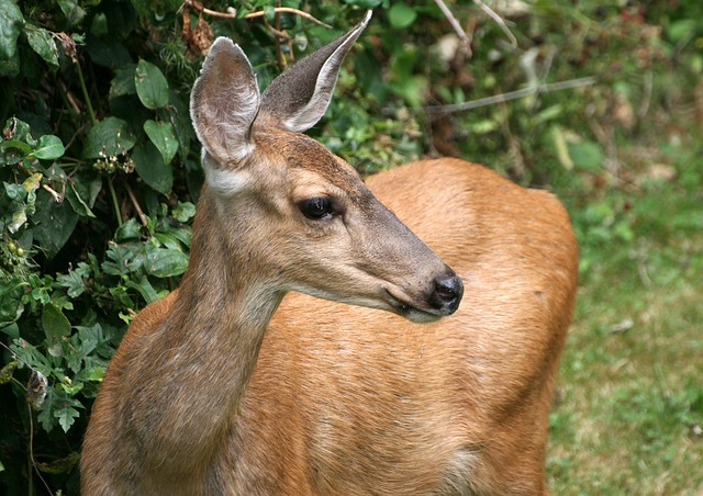 Maultierhirsch, Damhirschkuh, Hirsch