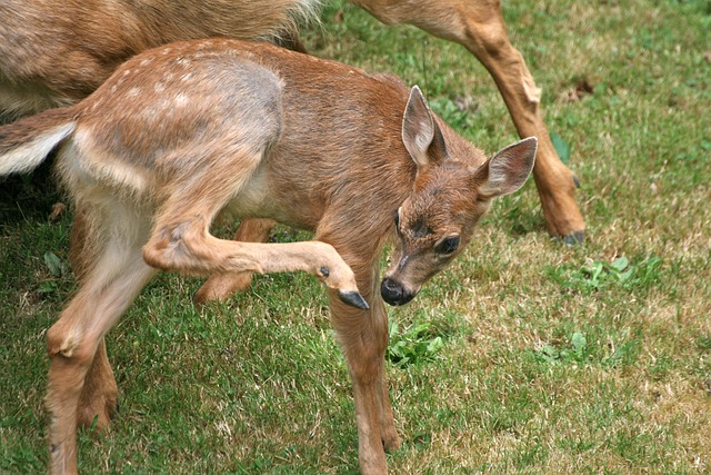Maultierhirsch, Kitz, Hirsch, Tierwelt