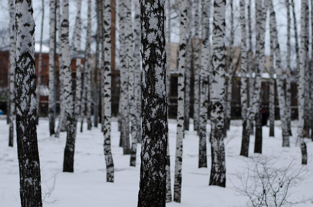 Free Birch The Park photo and picture