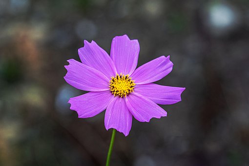 Free Cosmos Flower photo and picture