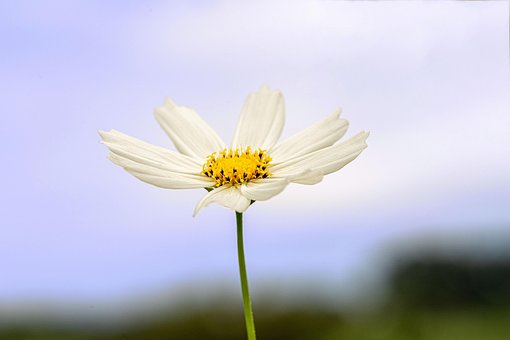 Free Cosmos Flower photo and picture