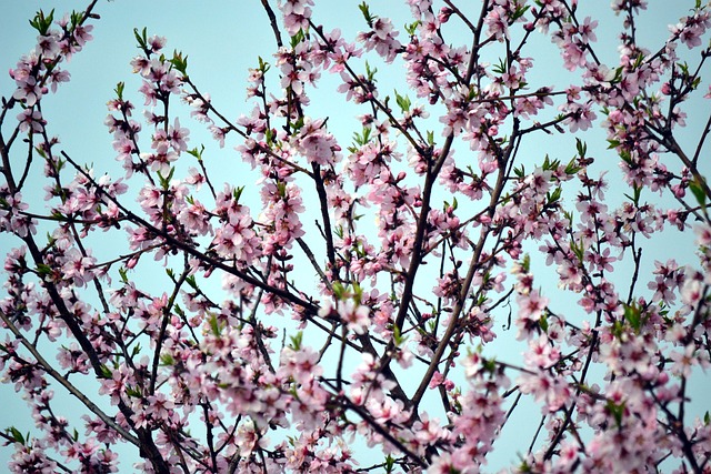 Forår, Blomstring, Blomster, Natur