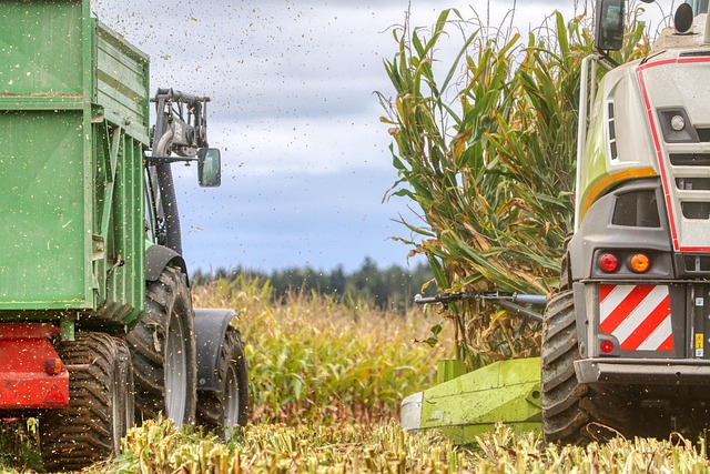 Free Corn Corn Harvest photo and picture