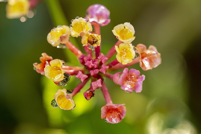 Blomster, Natur, Plante, Flora