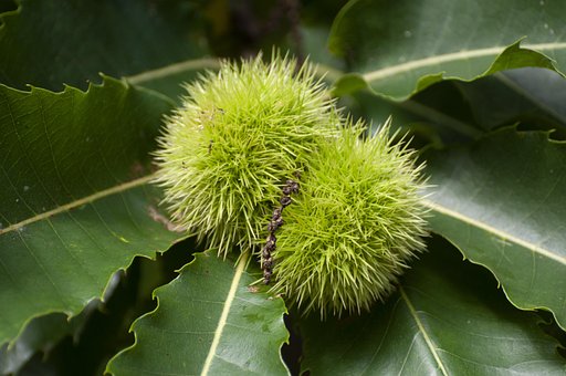 Kastanie, Natur, Laub, Blätter