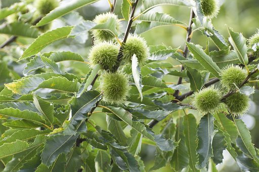 Kastanie, Baum, Laub, Natur, Stachelig