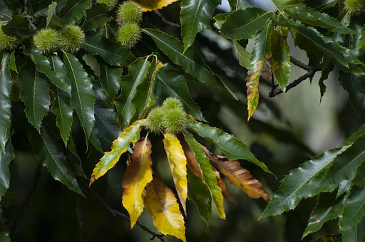 Kastanie, Baum, Laub, Natur, Stachelig
