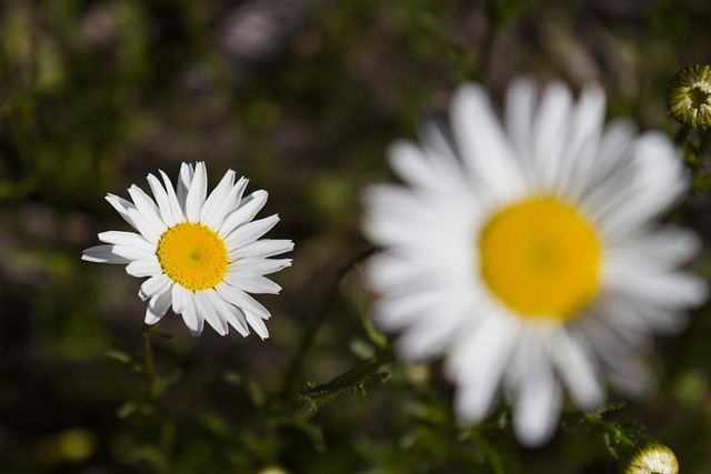 Free Daisy Flower Flower photo and picture