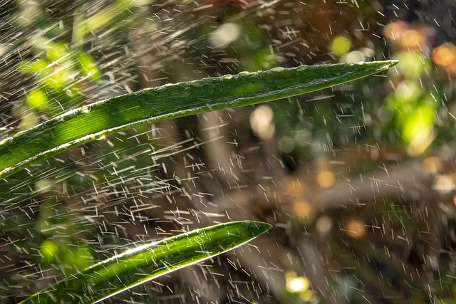 Blade, Natur, Grøn, Plante, Vand, Dråber