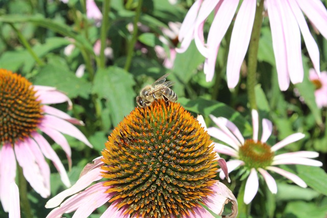 Free Flower Bee photo and picture