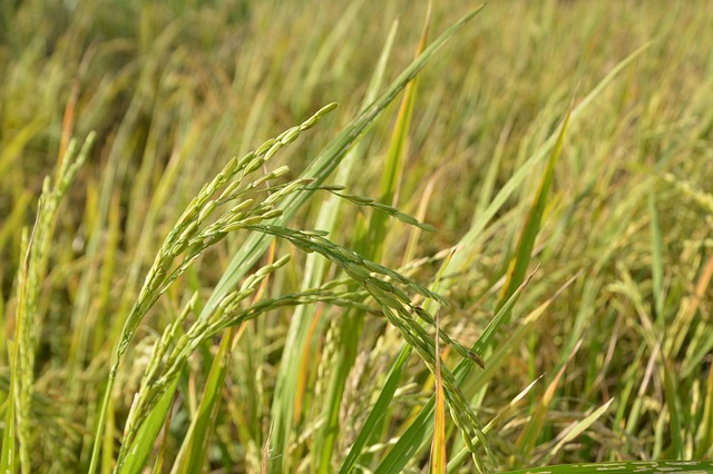 Free Rice Farm photo and picture
