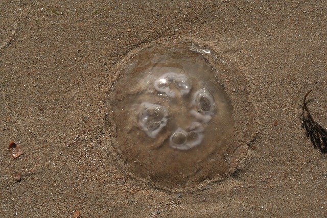 Free Jellyfish Beach photo and picture