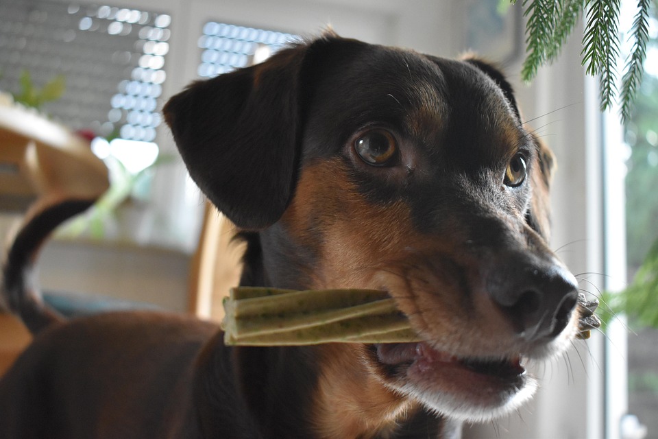 Dog Nibble To Play Domestic - Free photo on Pixabay - Pixabay