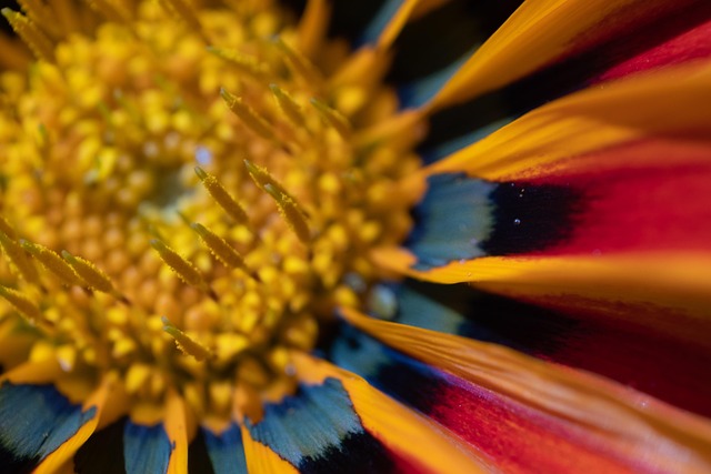 Free Colors Flower Wallpaper photo and picture