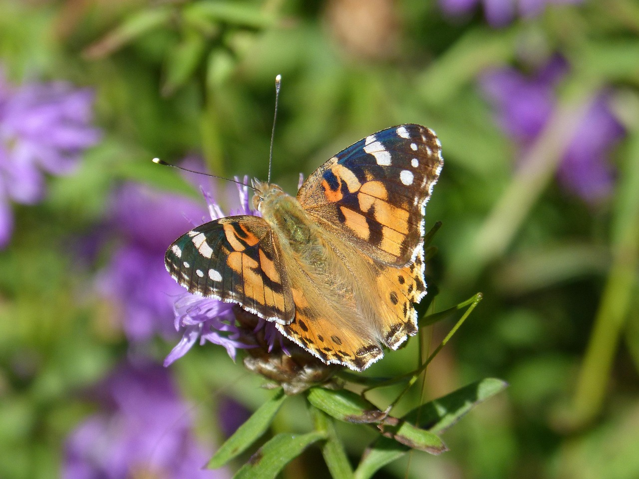 Vanesa De Los Cardos Butterfly - Free photo on Pixabay - Pixabay
