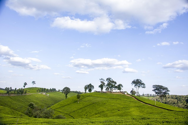 Free Tea Plantation photo and picture