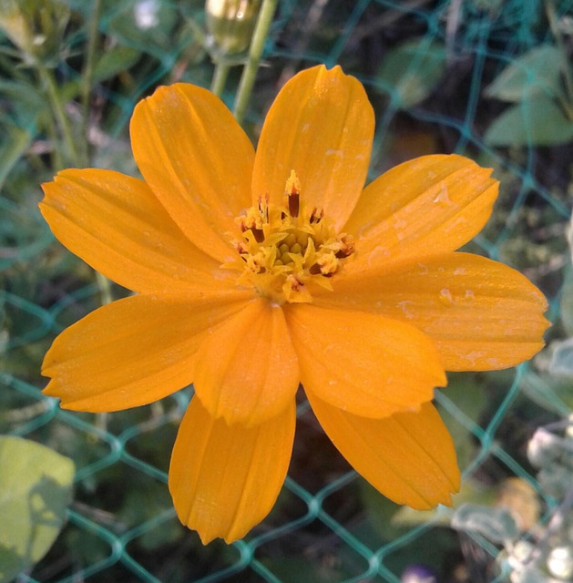 Free Flower Orange photo and picture