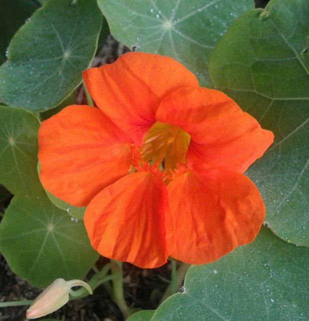 Free Flower Orange photo and picture