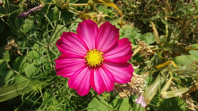 Free Flowers Roses photo and picture
