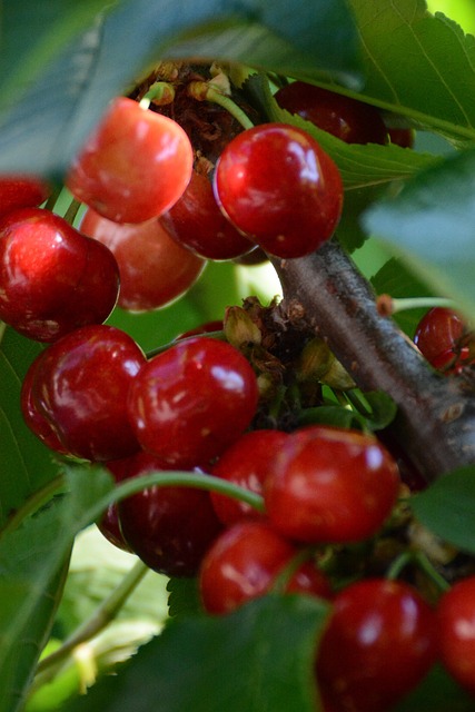 Free Cherry Red Fruit photo and picture