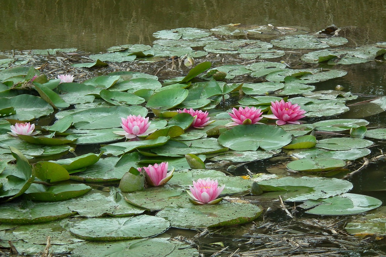 Water Lilies Flowers Joint Free photo on Pixabay Pixabay
