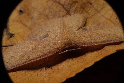 Free Moth Insect photo and picture