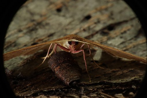 Free Insect Nature photo and picture