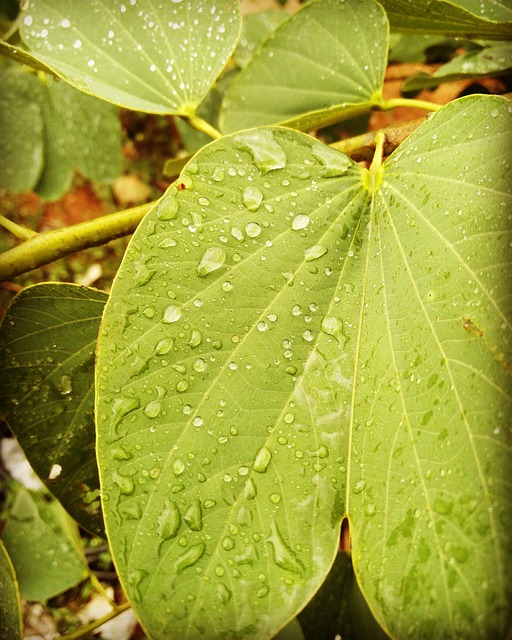 Free Leafs Water Droplets photo and picture