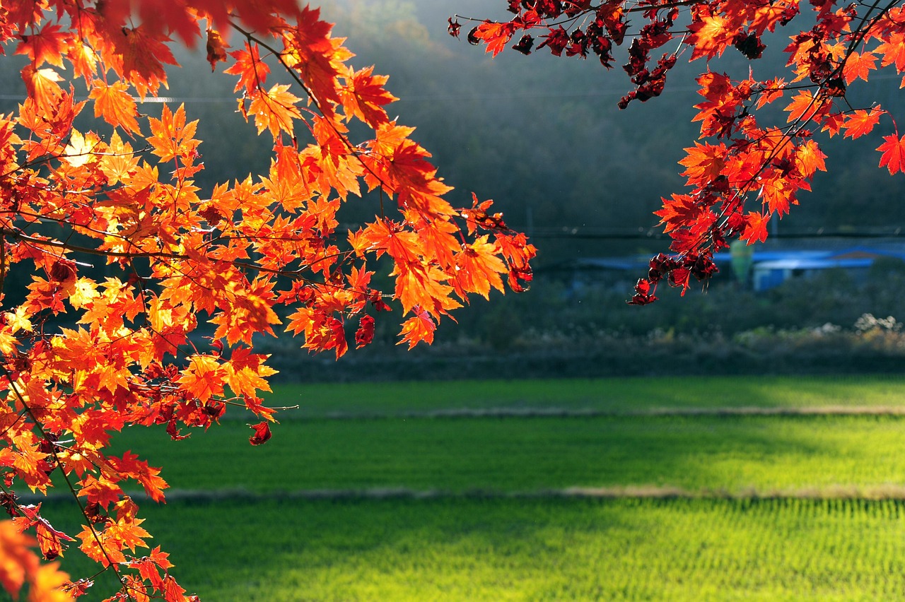 가을 나무와 잎 백합나무의 가을 잎🍂 Autumn Leaves Of