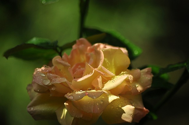 yellow rose, on a green background, the picturesque, dew, drops, water, rain, light, sunny, nature, leaves, macro, shadow, romantic
