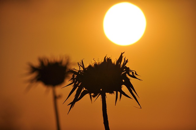 Free The Sun West photo and picture