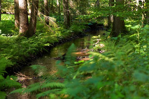 Free Forest Bach photo and picture
