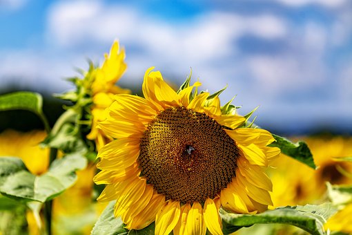 Free Sunflower Summer photo and picture